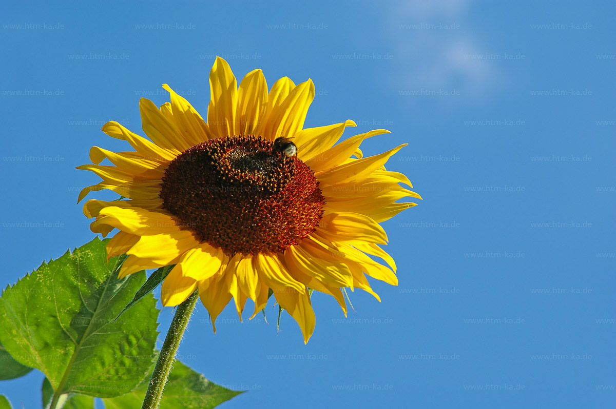 Hummel auf Sonnenblume