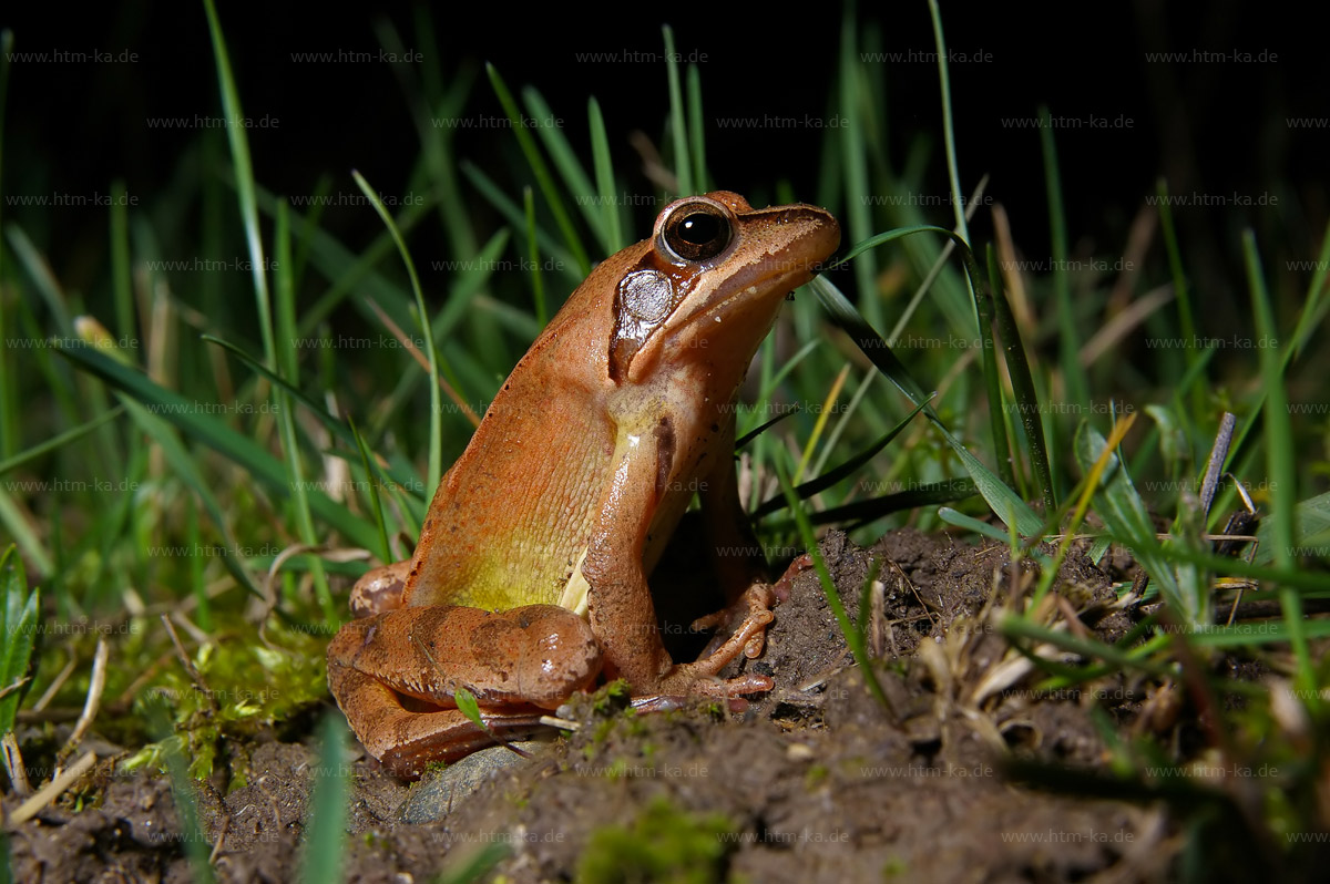 Springfrosch