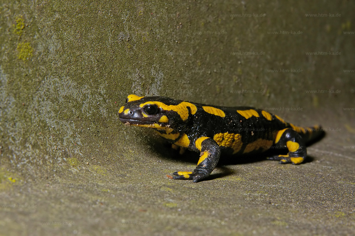 Feuersalamander