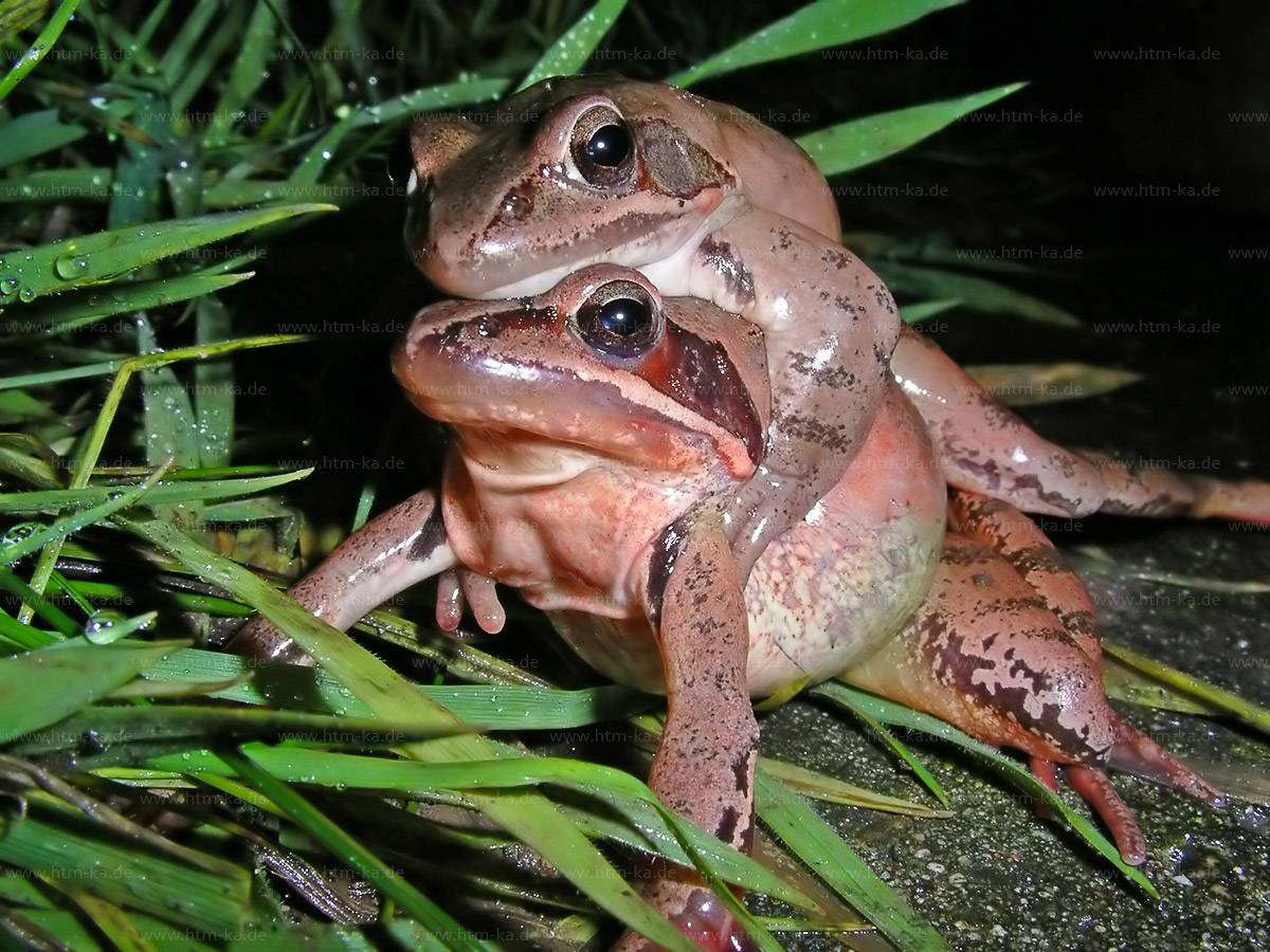Springfrosch-Sex
