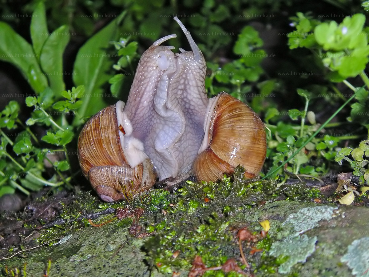 Weinbergschnecken-Sex