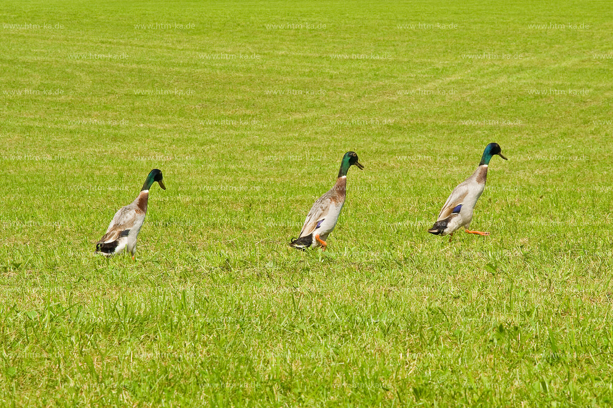 Laufenten auf Wiese