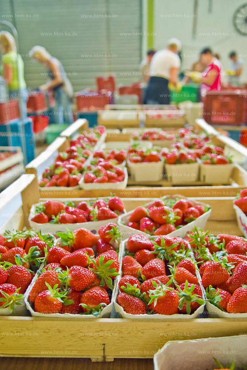 Erdbeeren und Erntehelfer