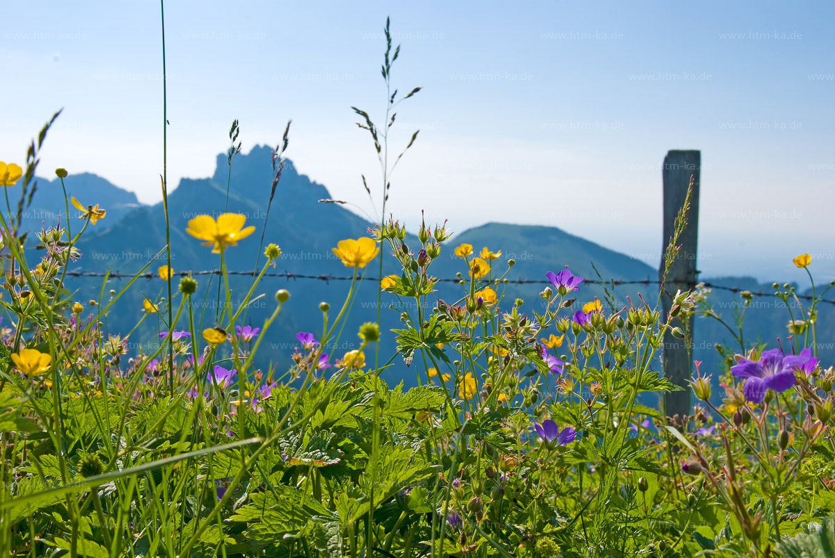 Alpenblumen auf Blumenwiese