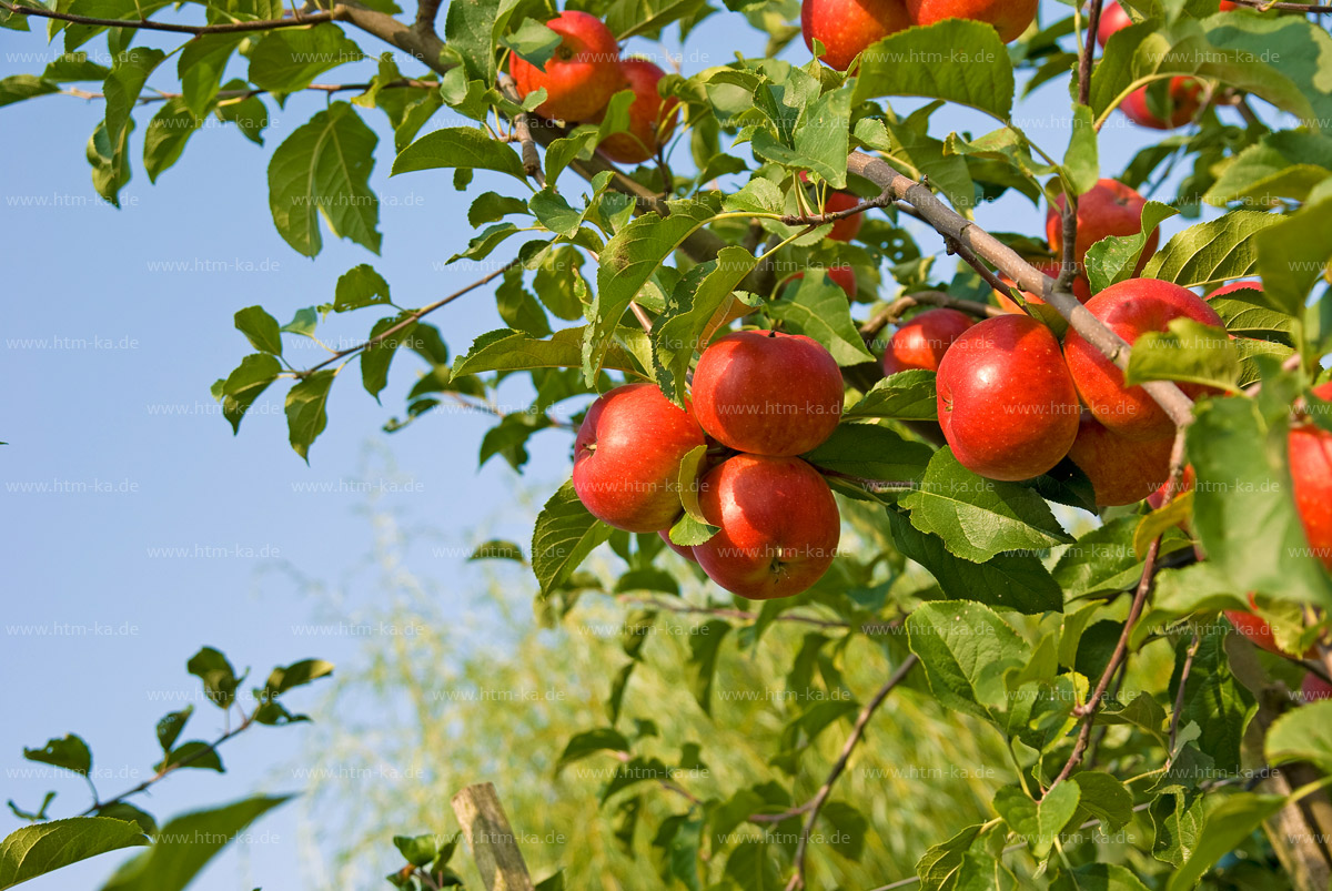 Äpfel, Apfelbaum