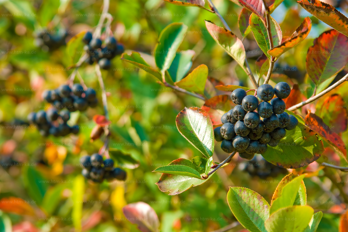 Aroniastrauch und Aroniabeeren