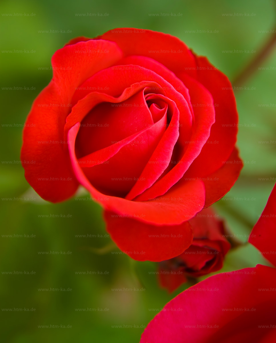 rote Rose