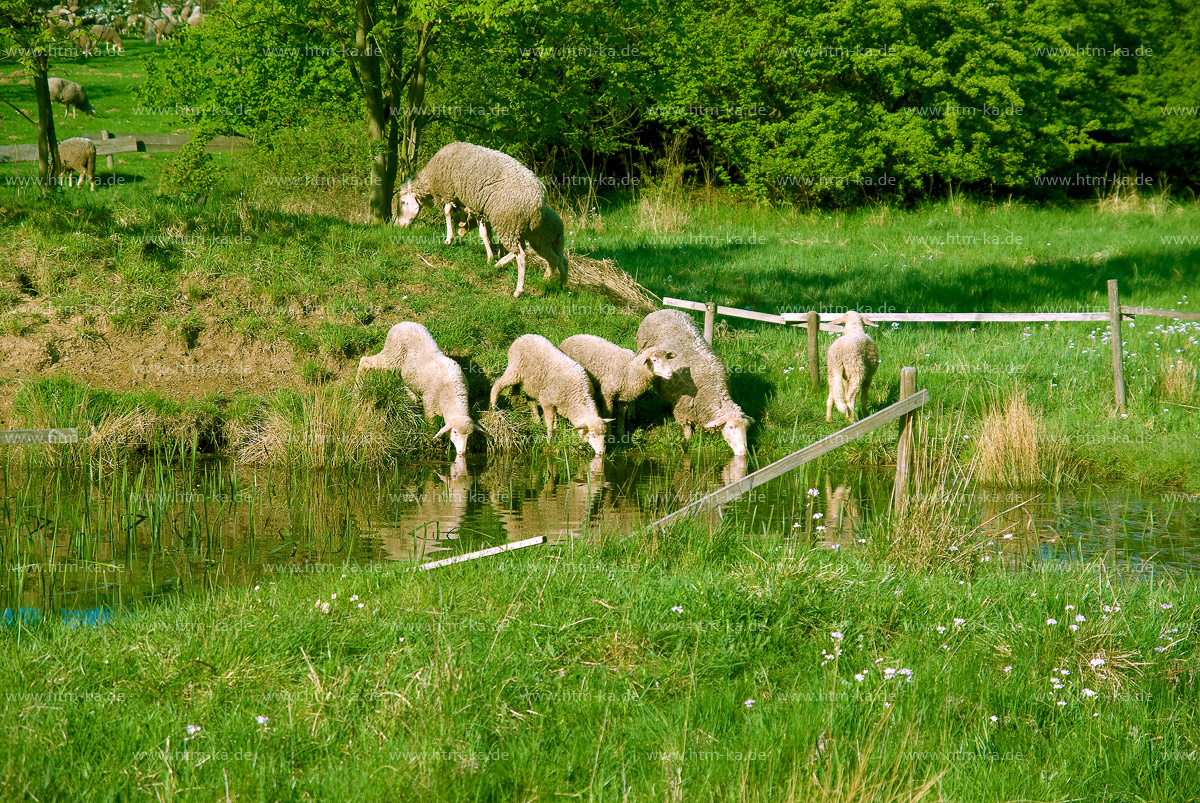 Schafe an einem Bach auf einer Wiese