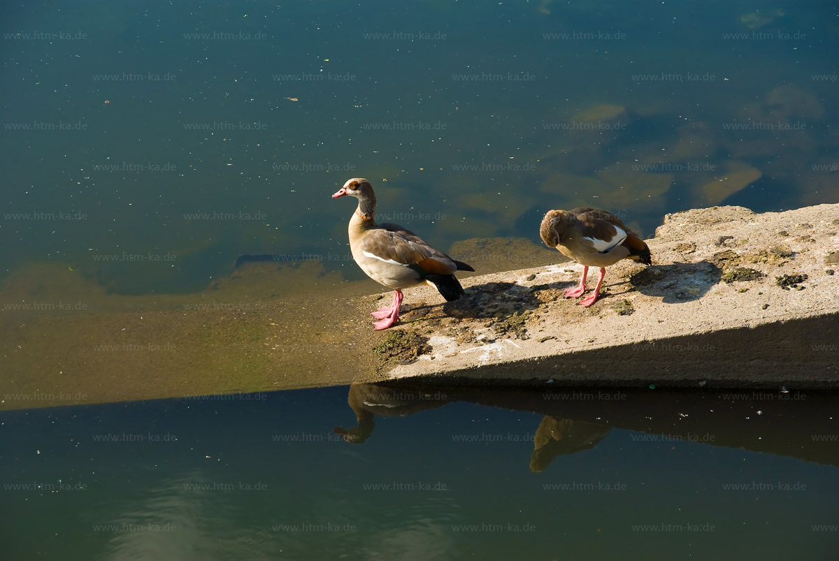 Nilgänse
