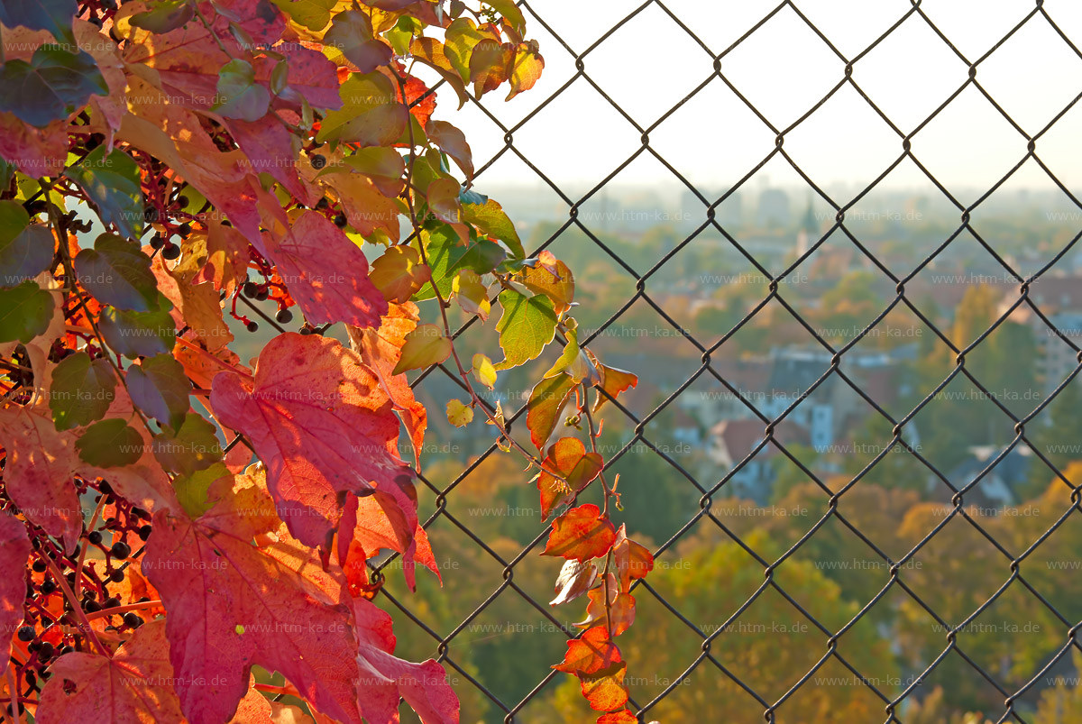 Weinreben an Zaun