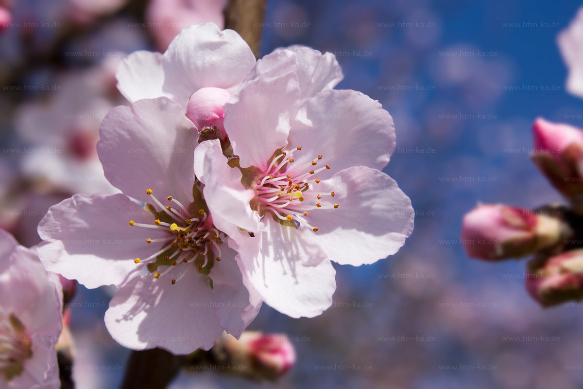 Mandelblüte