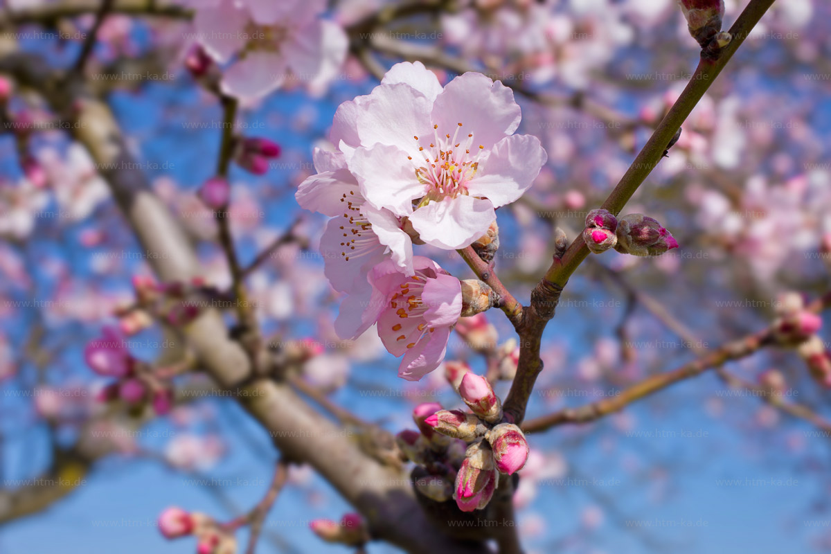 Mandelblüte