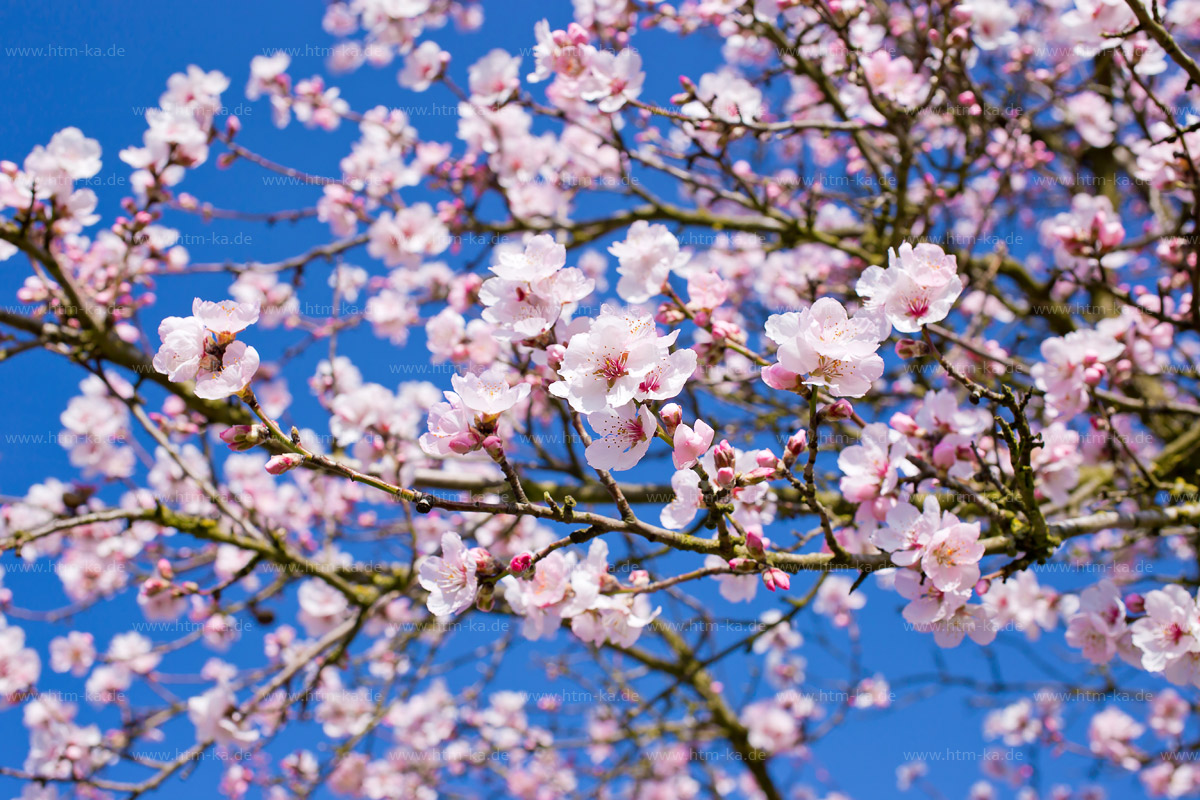 Mandelblüte