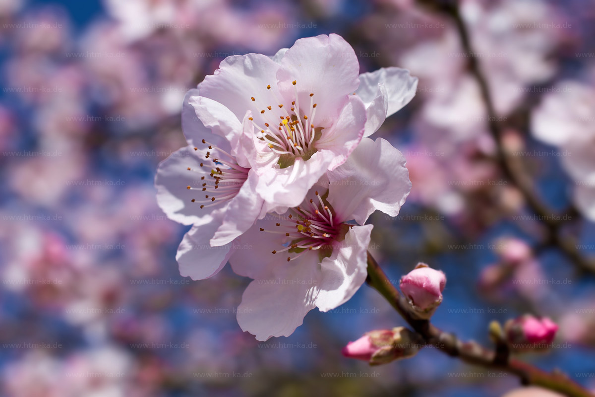 Mandelblüte