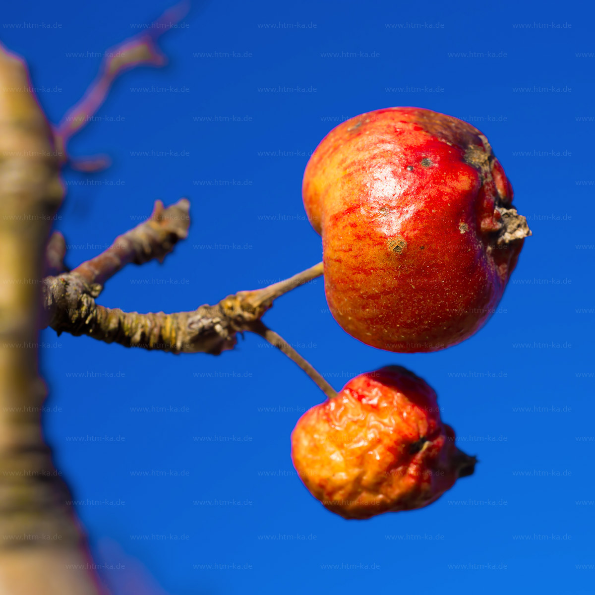 Winterapfel