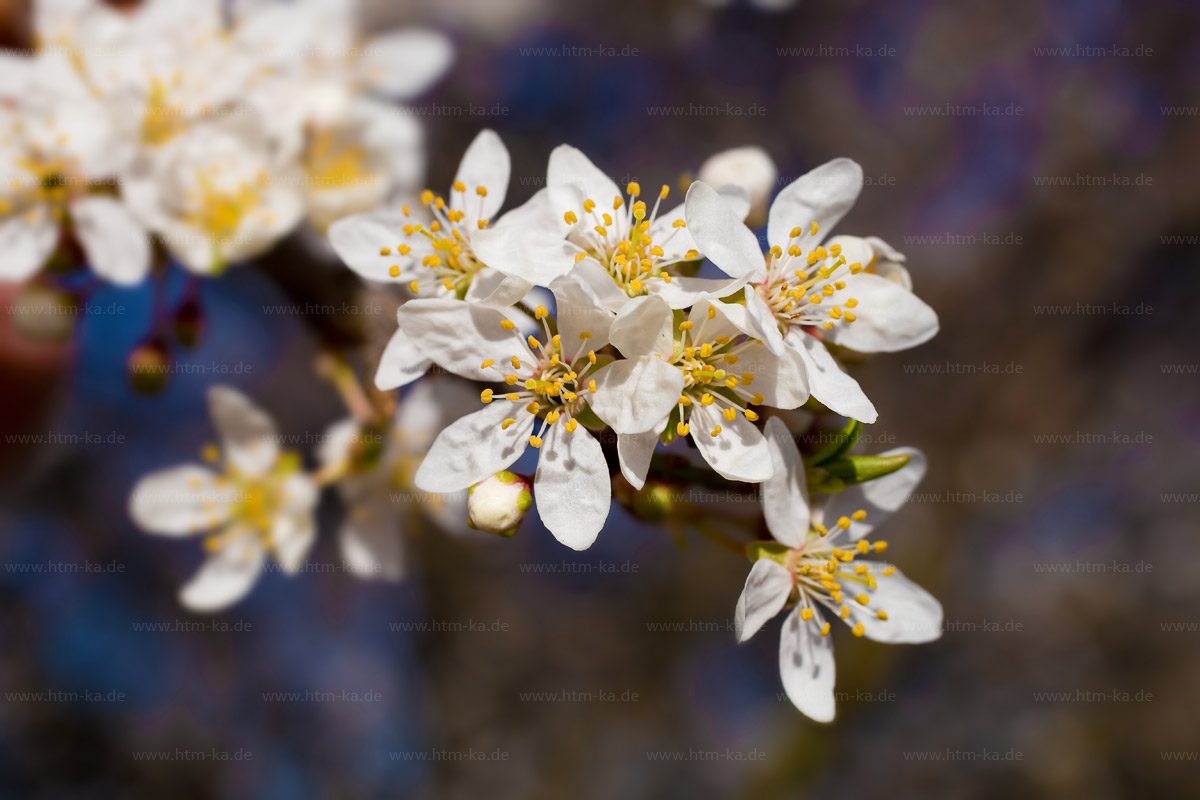 Schlehenblüten