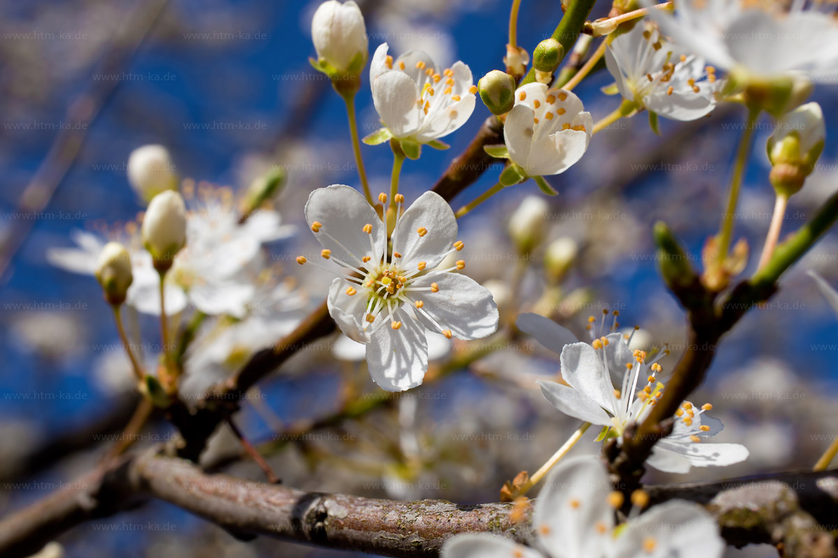 Schlehenblüten