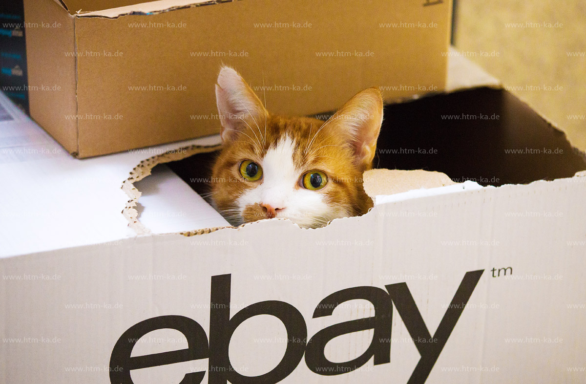 Katze im Ebay-Karton