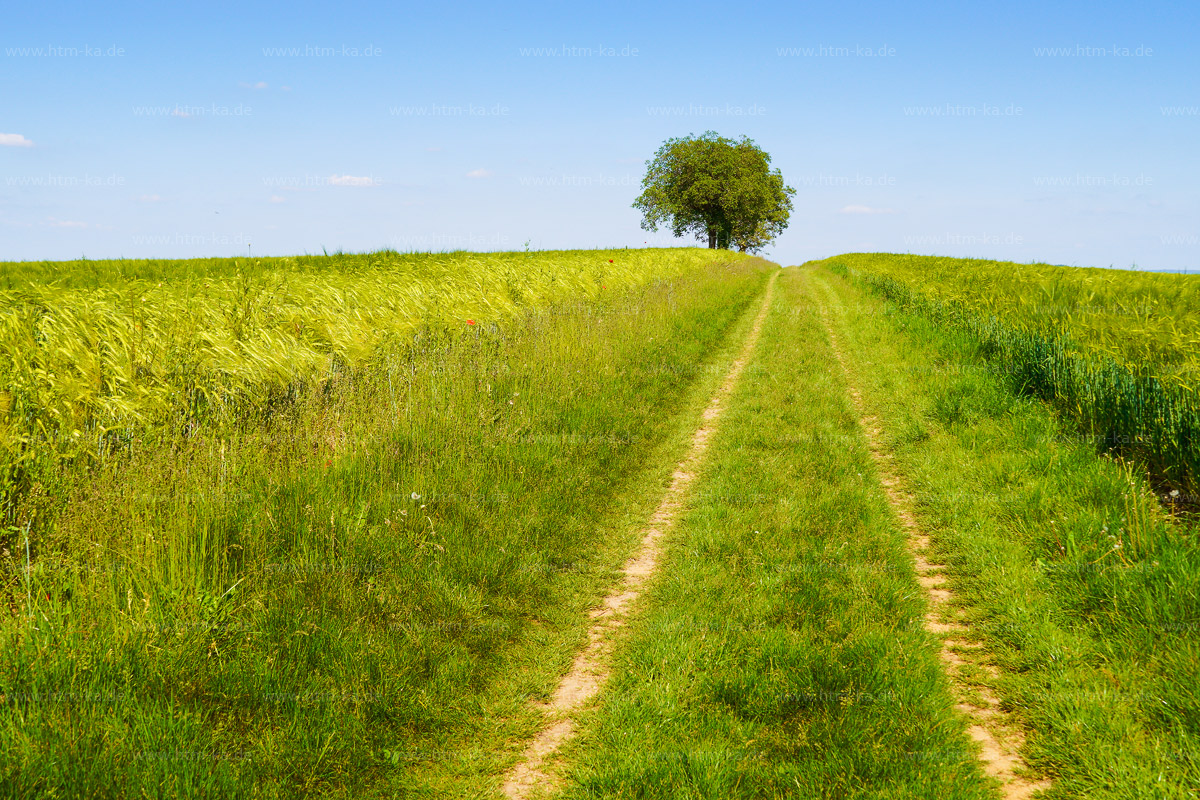 Feldweg durch Kornfelder