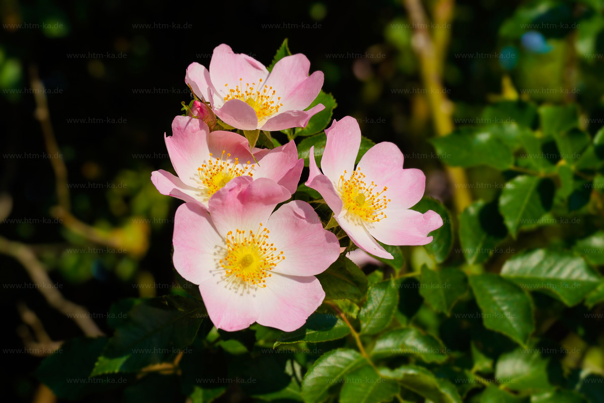Hundsrose, Wildrose, Heckenrose