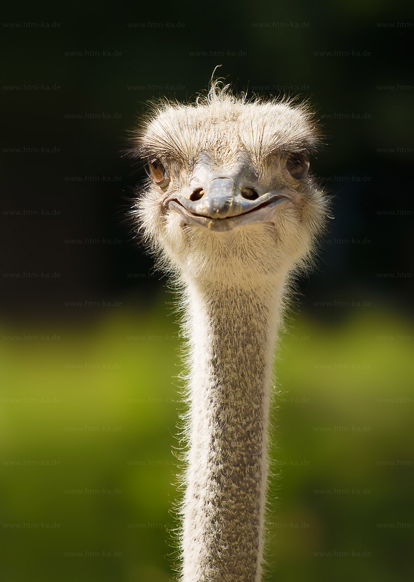 Vogelstrauß