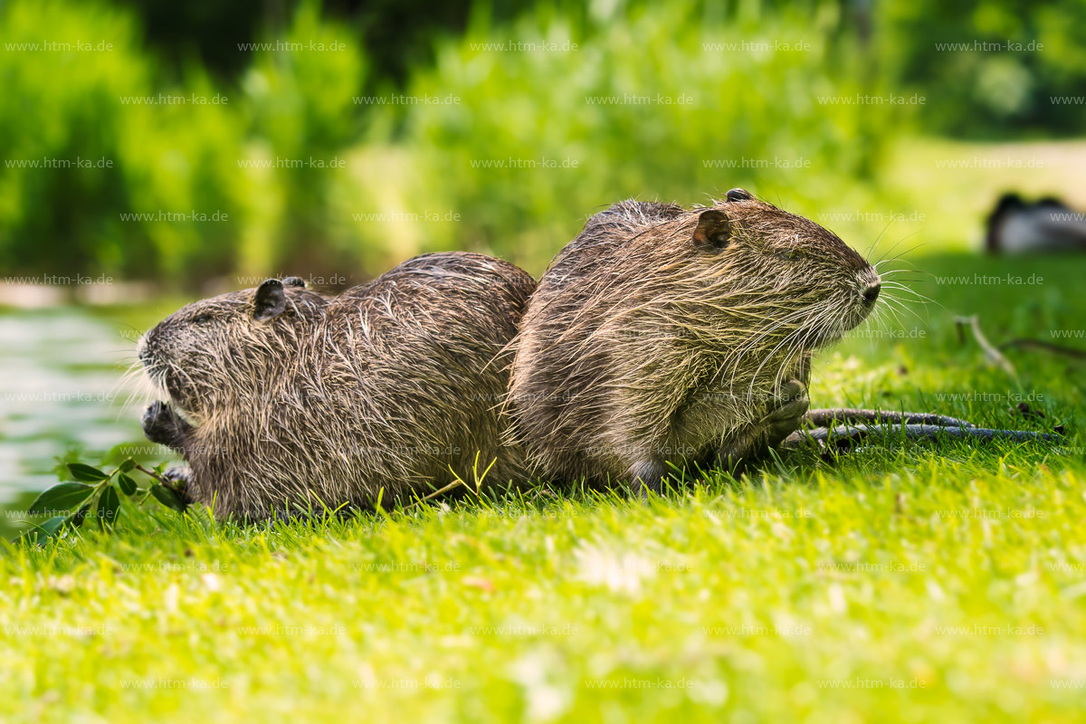 Nutrias,  Biberratten, Jungtiere