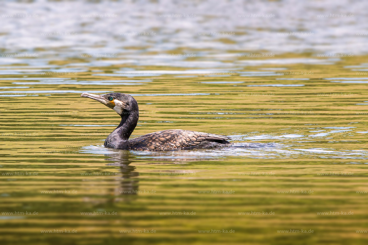 Kormoran