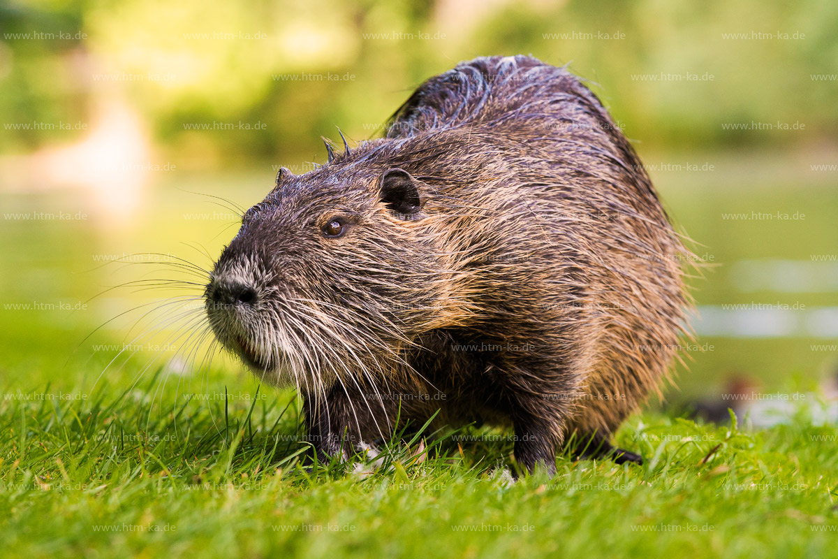 Nutria, Biberratte