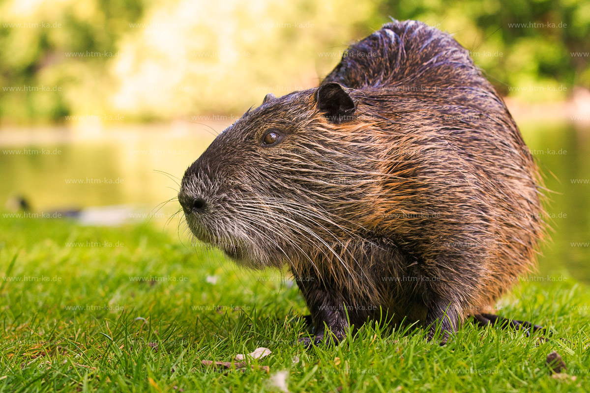 Nutria, Biberratte