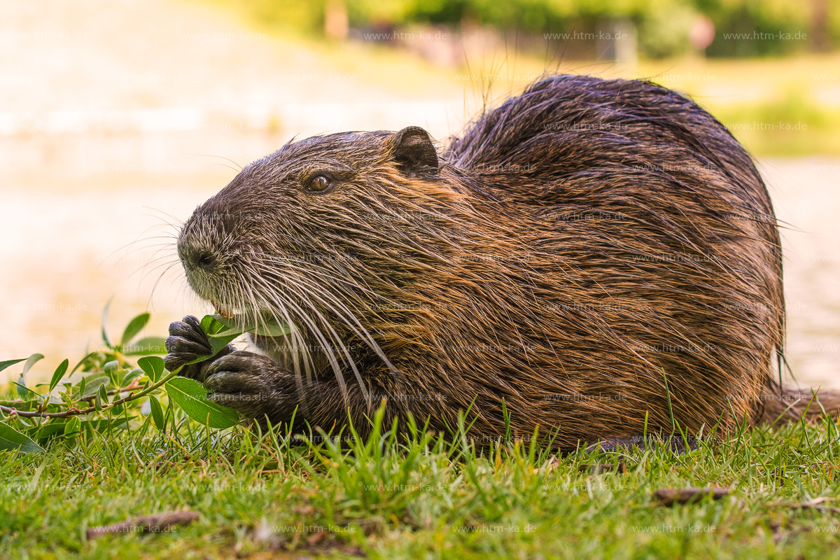 Nutria, Biberratte