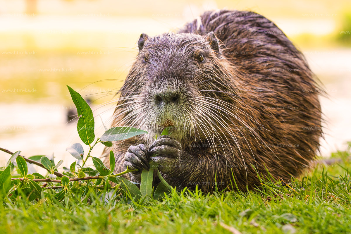 Nutria, Biberratte