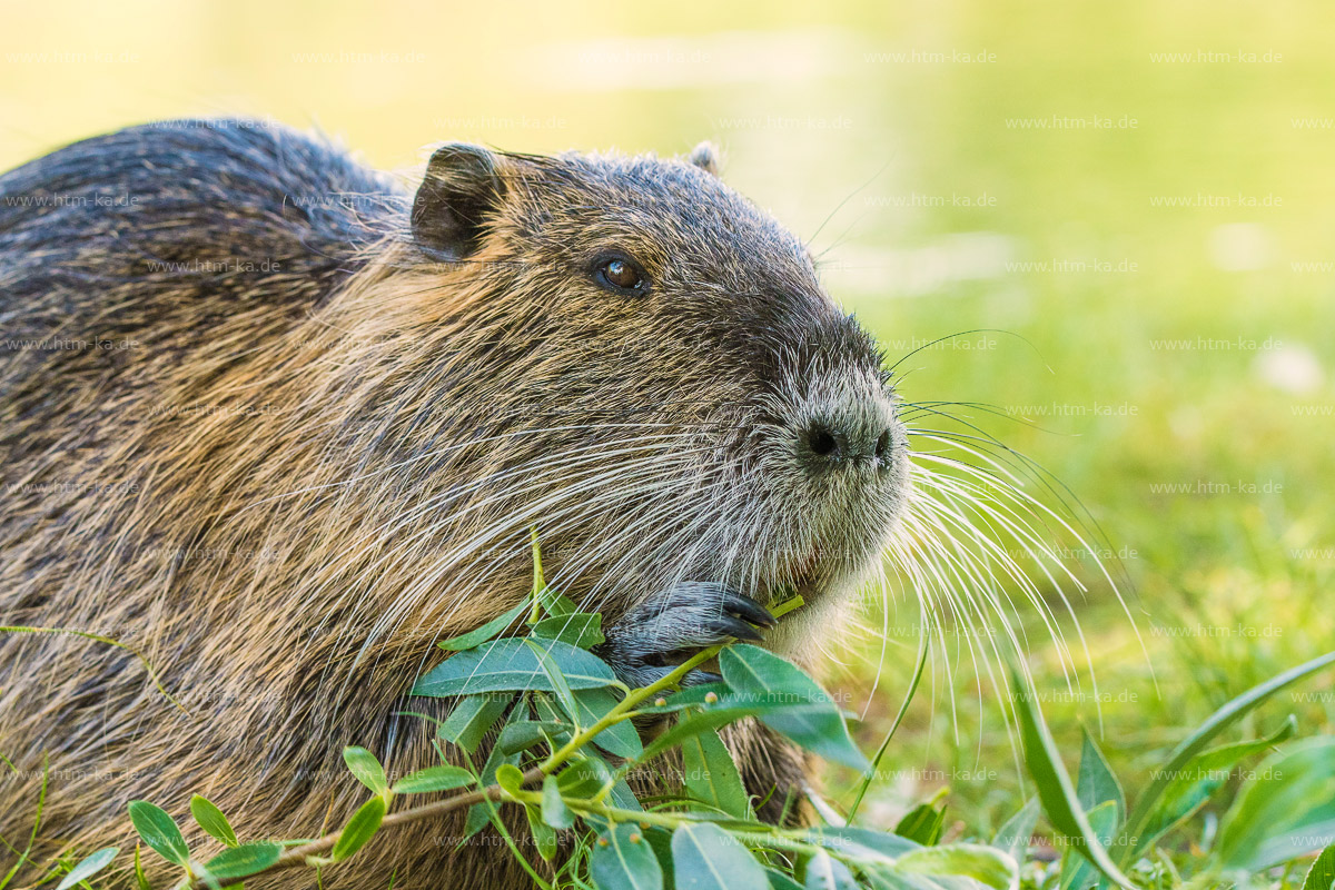 Nutria, Biberratte
