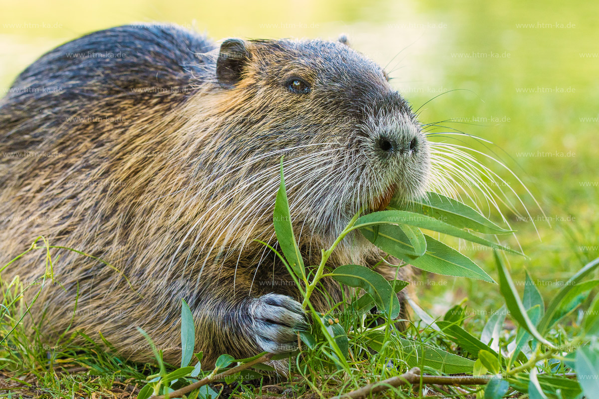 Nutria, Biberratte