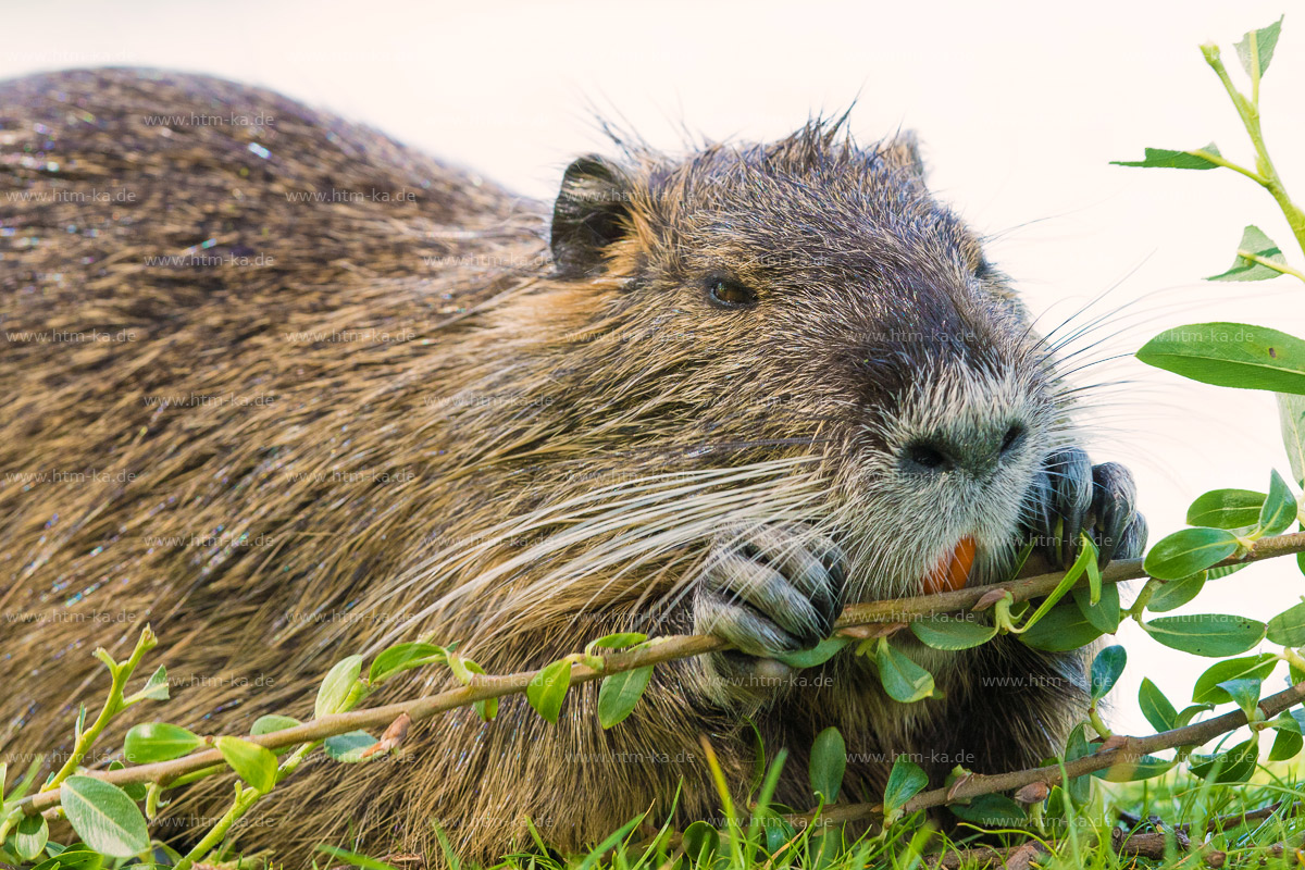 Nutria, Biberratte