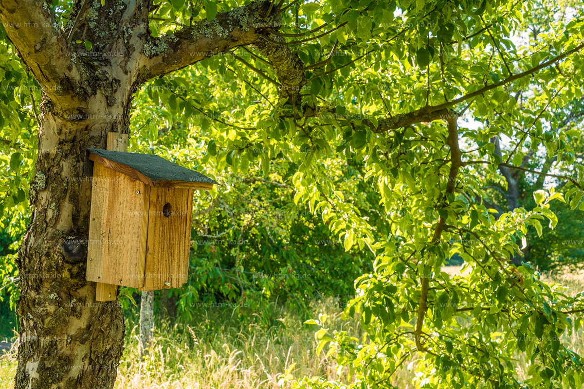 Vogelhaus, Nisthilfe in Streuobstwiese