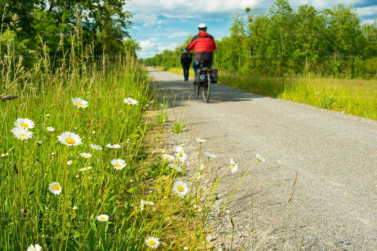 Radfahrer auf Rheindamm