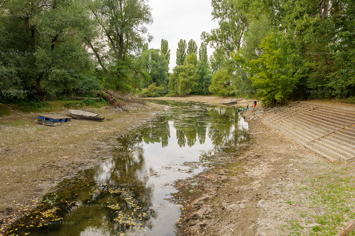 Dürre Niedrigwasser Rhein Altrheinauen