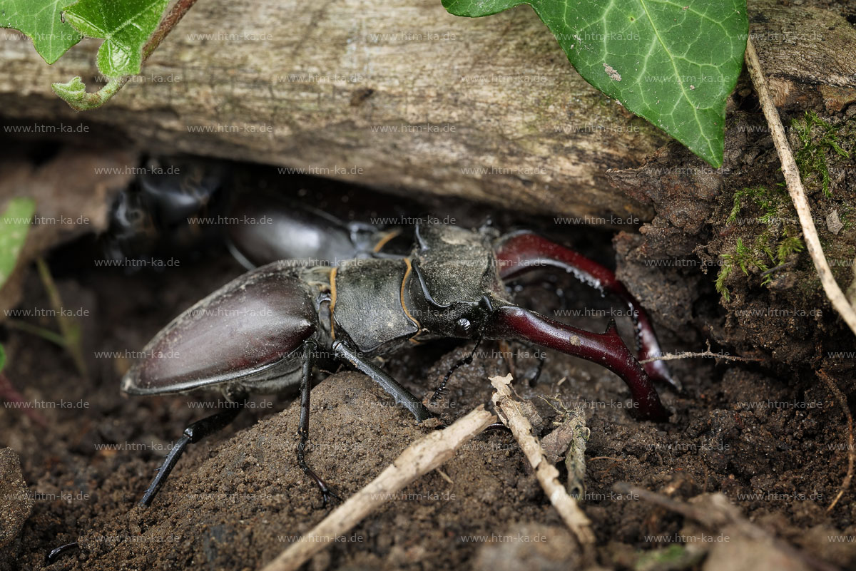 Hirschkäfer Männchen vor Weibchen (Eiablage)