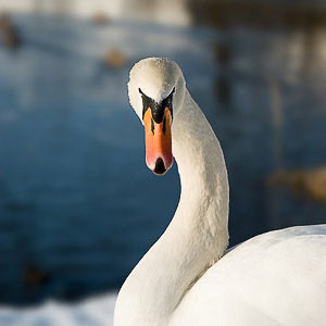 Bild vergrößern und Infos Schwan
