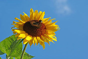 Bild vergrößern und Infos Hummel auf Sonnenblume
