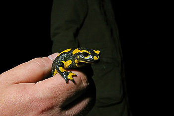 Feuersalamander
