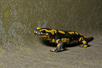 Feuersalamander
