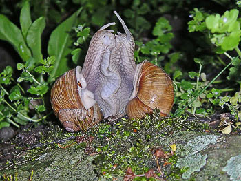Bild vergrößern und Infos Weinbergschnecken-Sex