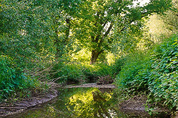 Bild vergrößern und Infos naturnaher Bach