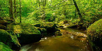 Bild vergrößern und Infos Waldbach
