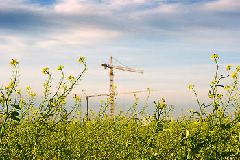 Bild vergrößern und Infos Rapsfeld vor Baustelle