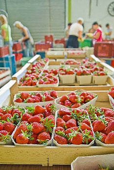 Bild vergrößern und Infos Erdbeeren und Erntehelfer