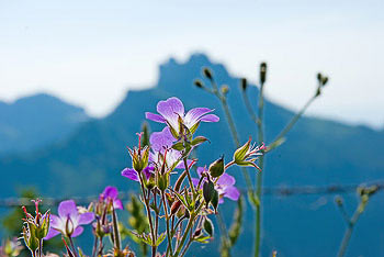 Bild vergrößern und Infos Alpenblumen auf Blumenwiese