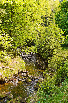 Bild vergrößern und Infos Gebirgsbach im Wald