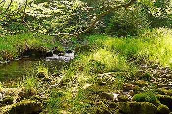 Bild vergrößern und Infos Waldbach